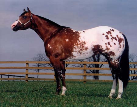 Appaloosa2.jpgztrz.jpg