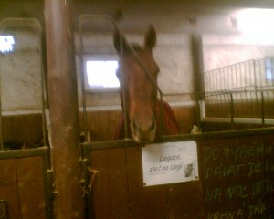 Obrazek